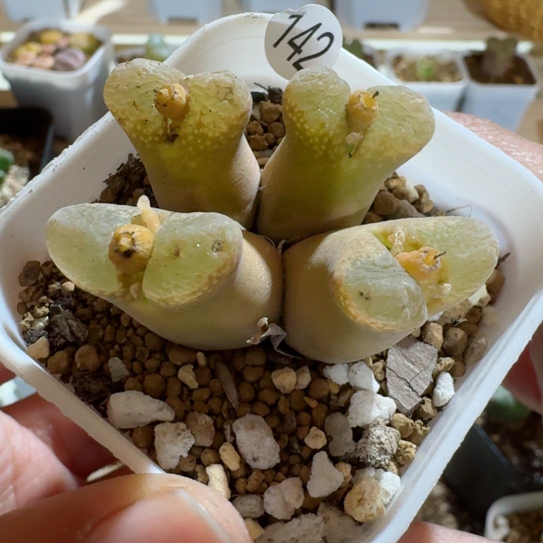 贤**觉142......多肉......