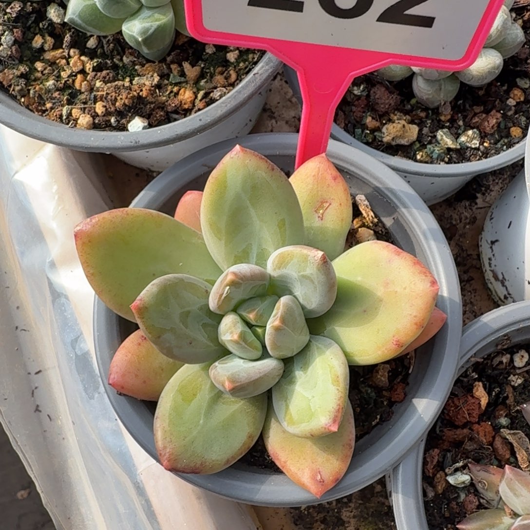 海洋之歌一物一拍262