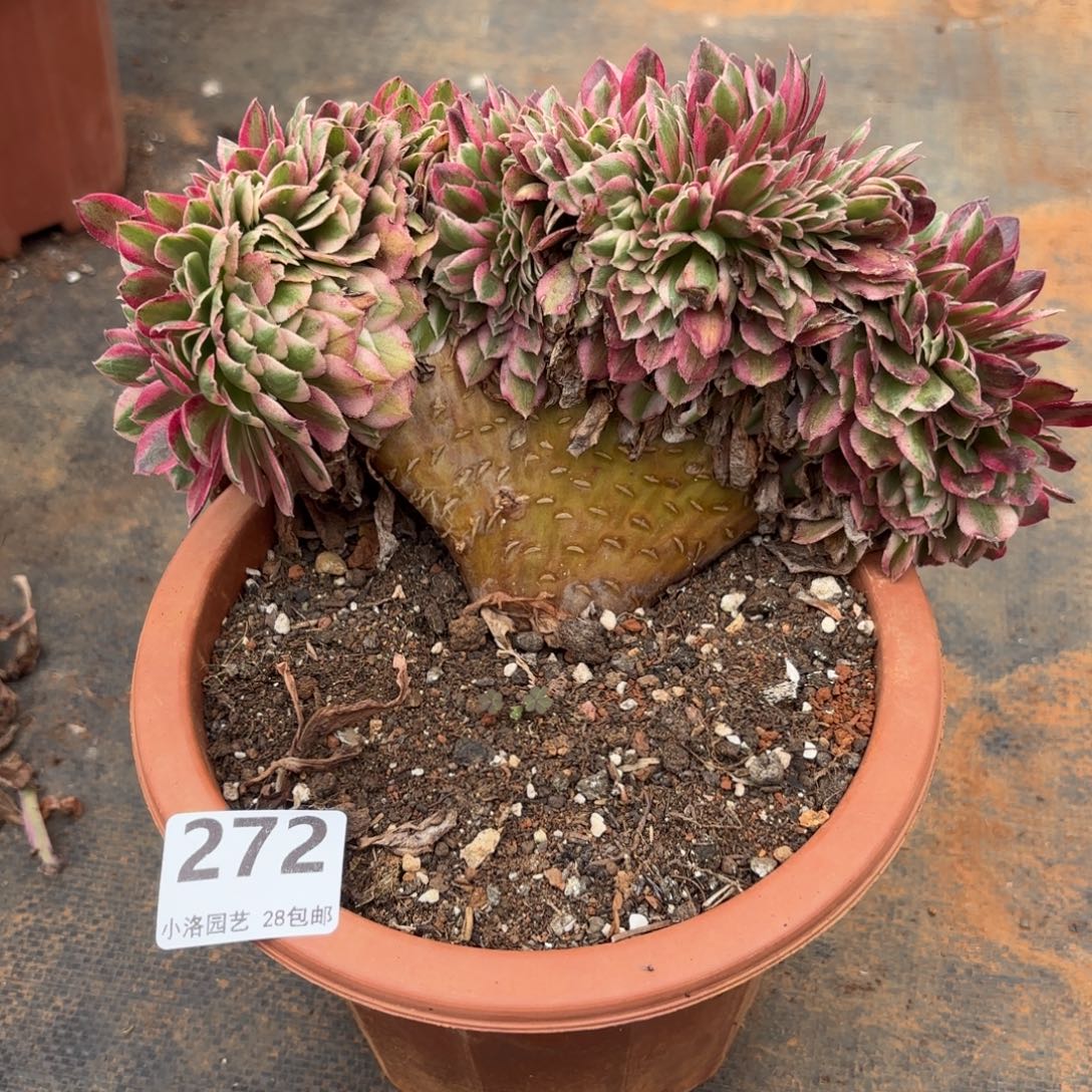 272号荔枝缀化多肉植物