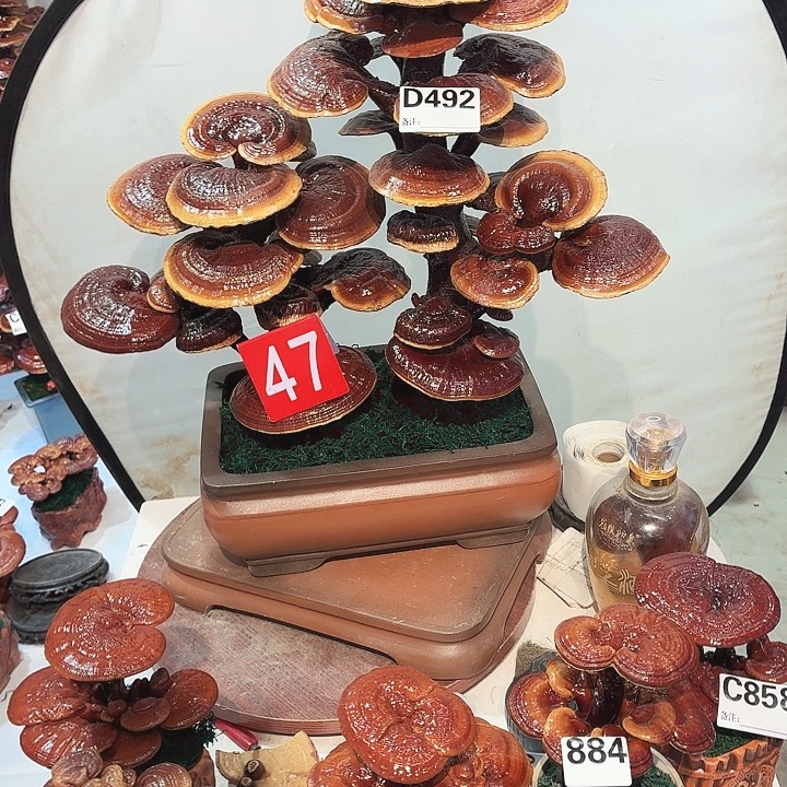 飞***落无花朵灵芝888888888888888888