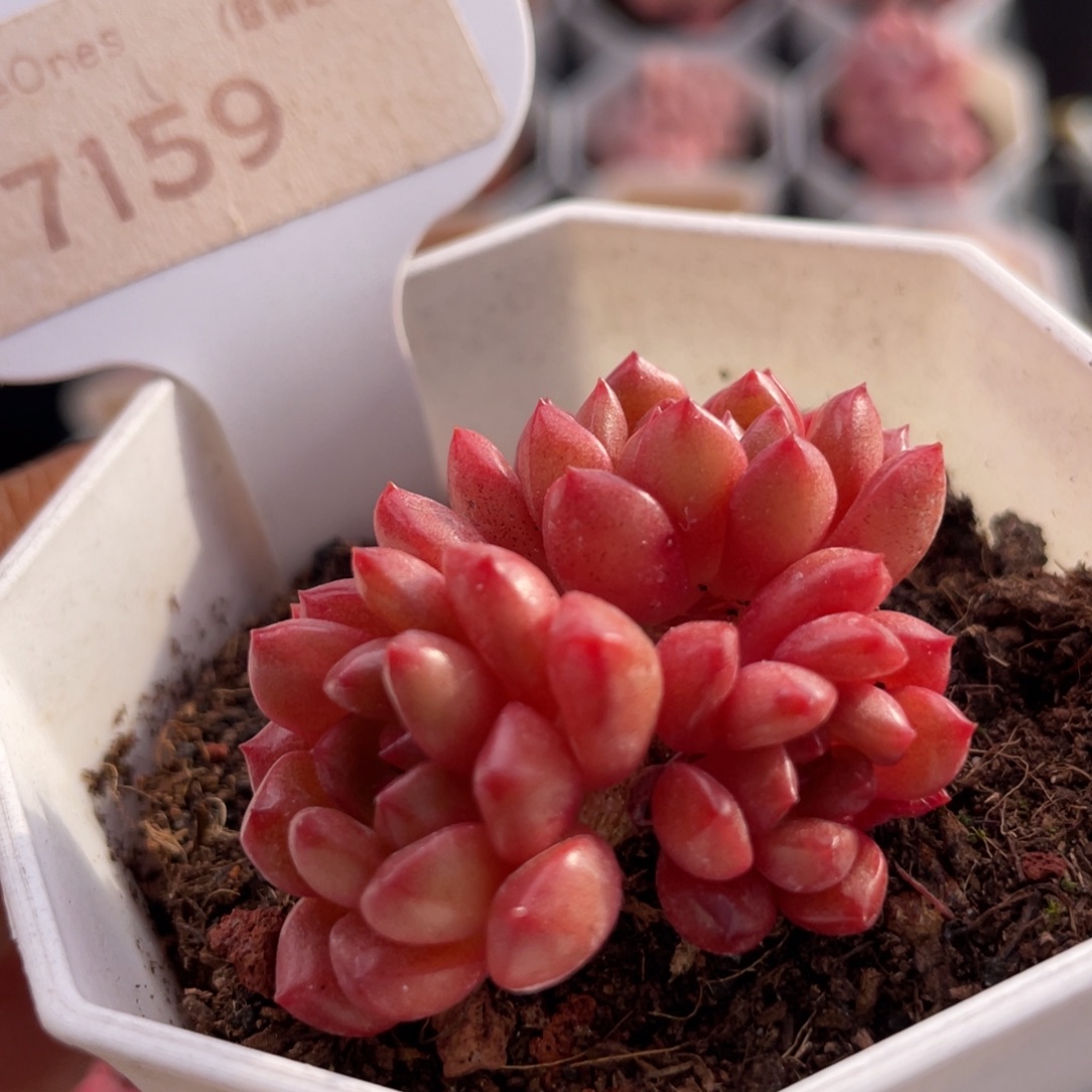 鸡血红宝石7159-4.5厘米