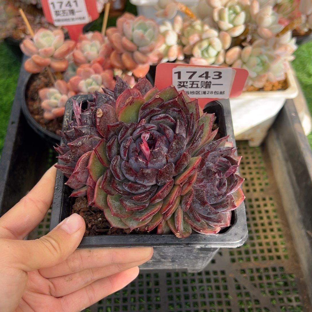 表妹精品多肉1743.