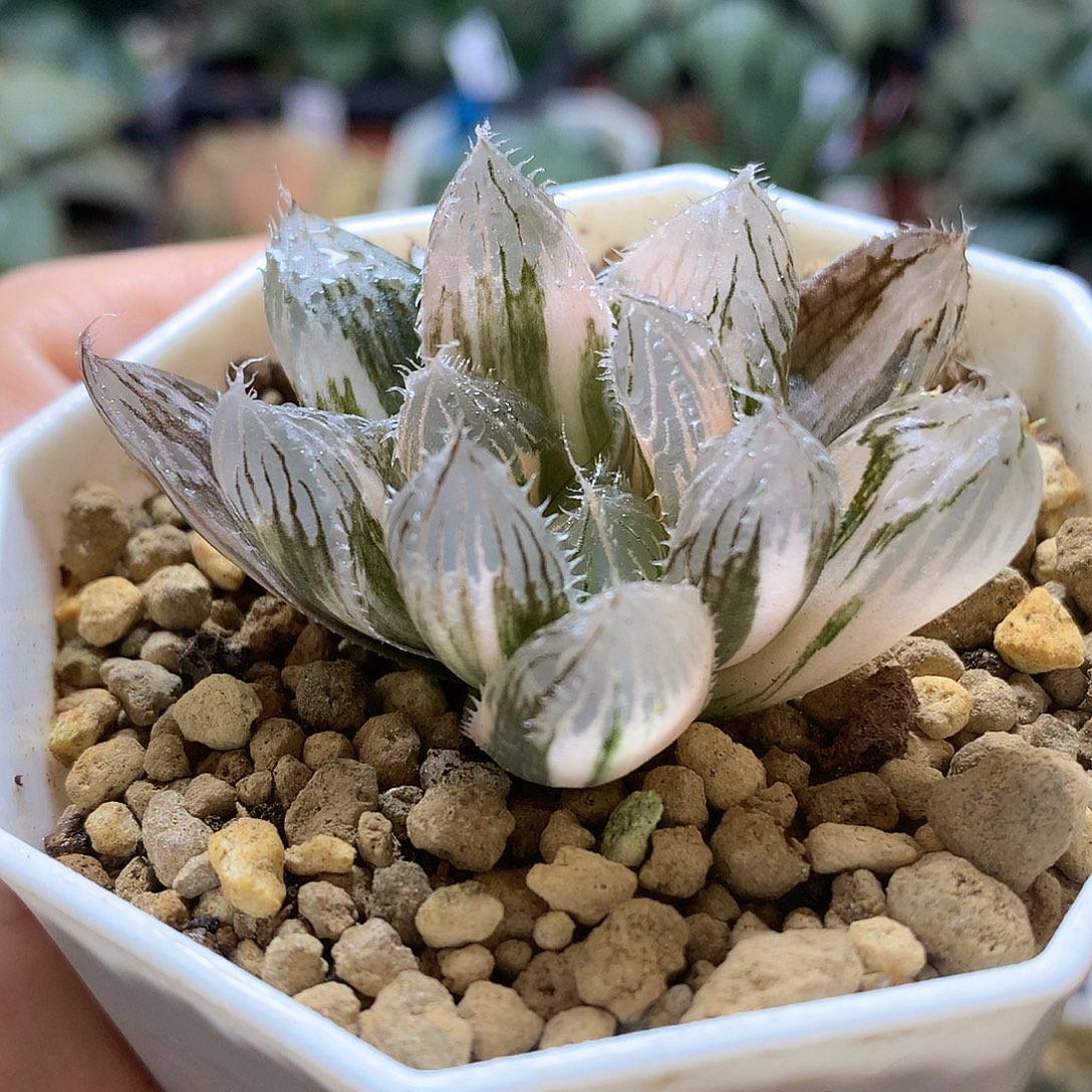 大魔王玉露锦带盆土发货