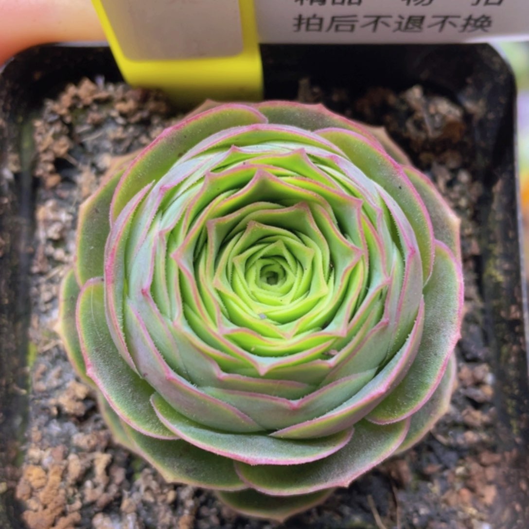 堇年杂一物一拍551