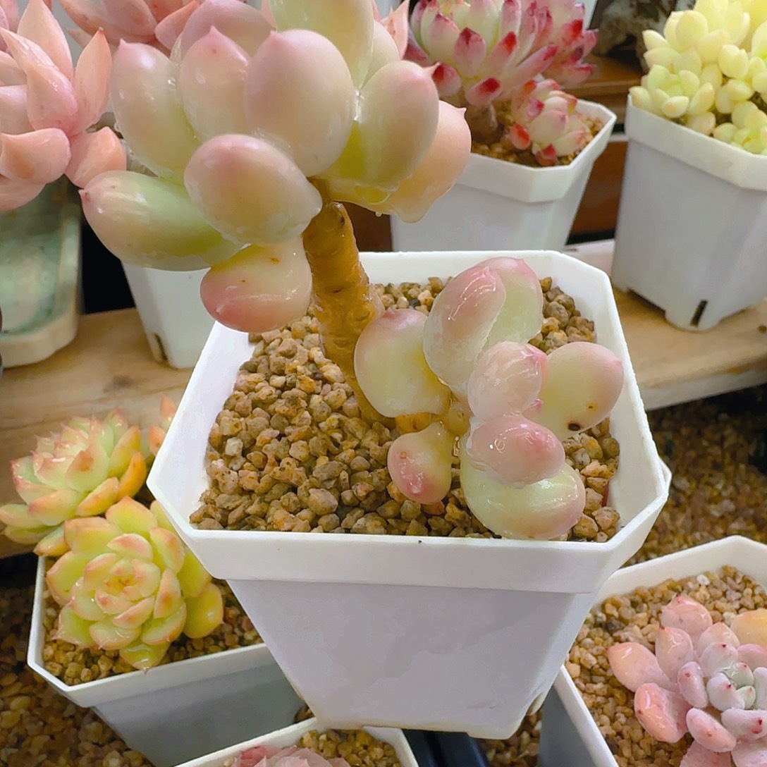 三日月，072，仙农出品多肉