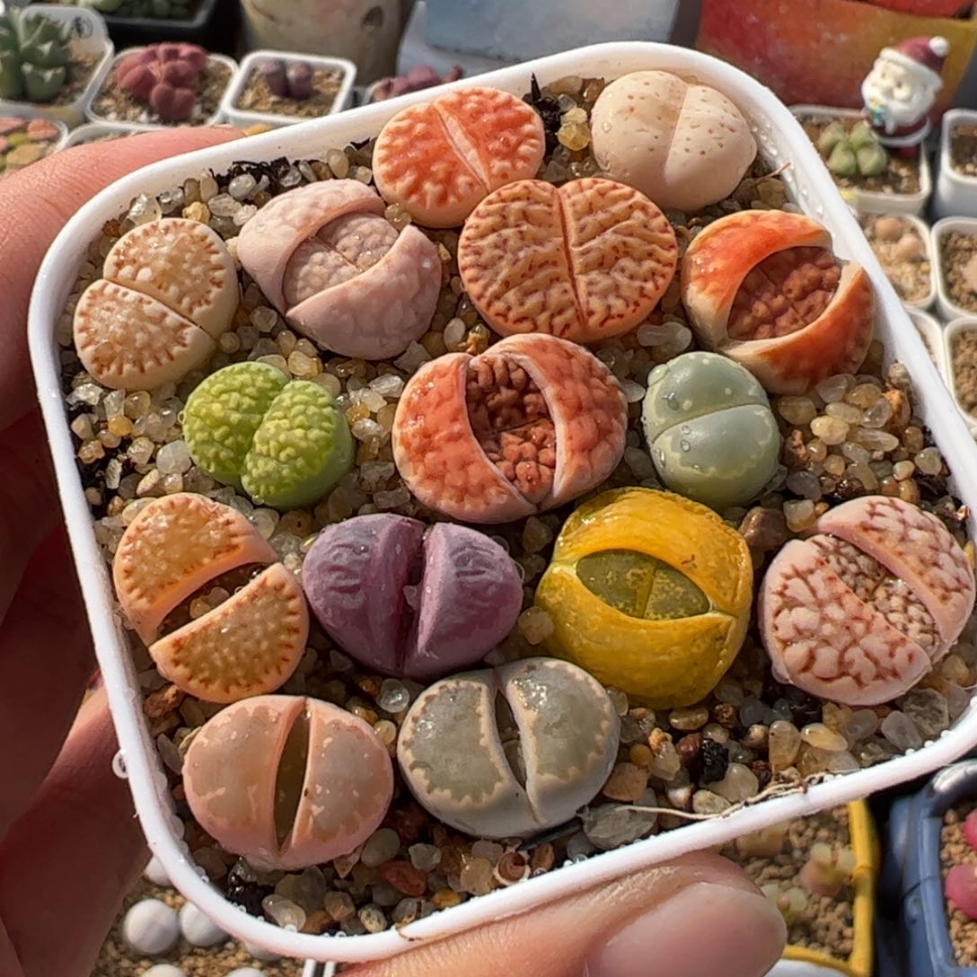 552多肉植物组合