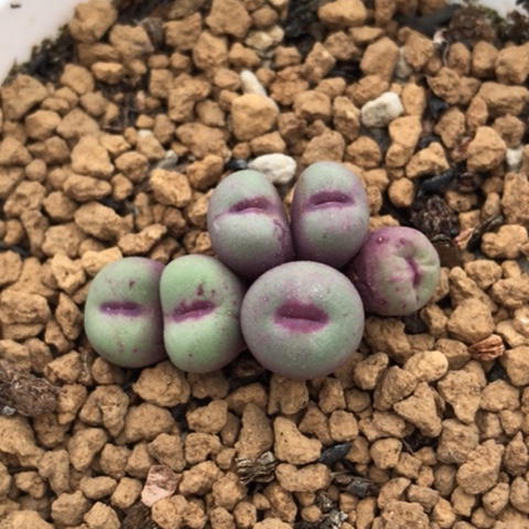 多肉肉锥 6头红嘴