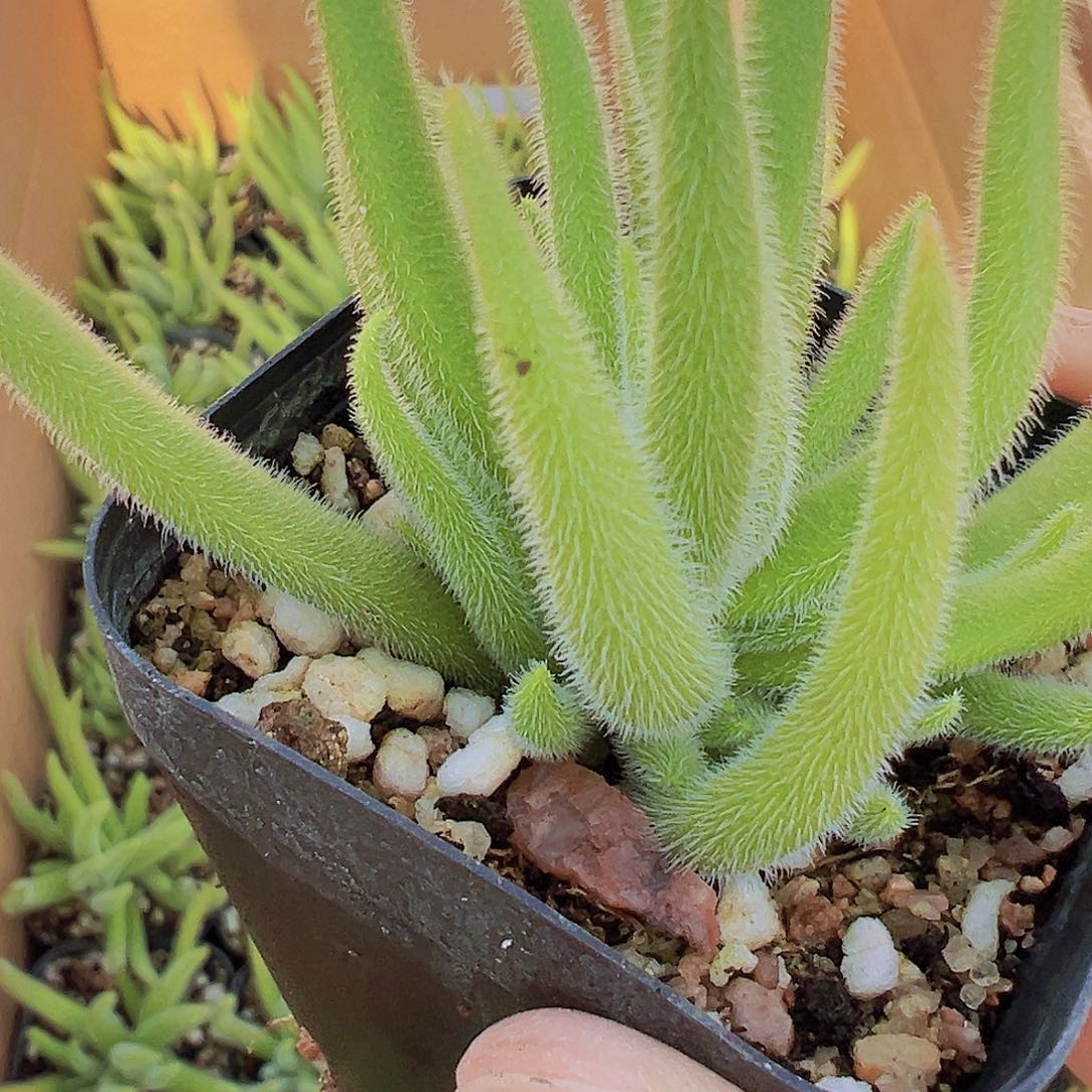 银狐19包邮多肉植物