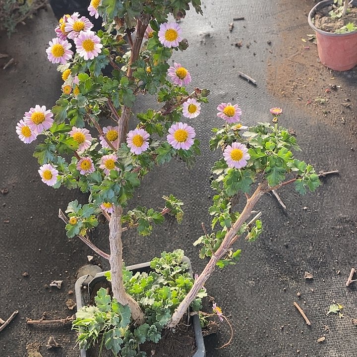闪***45菊花菊花菊花菊花家