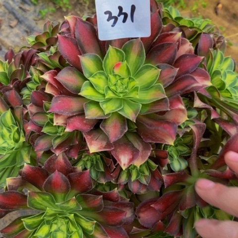 韶华多肉植物331多肉