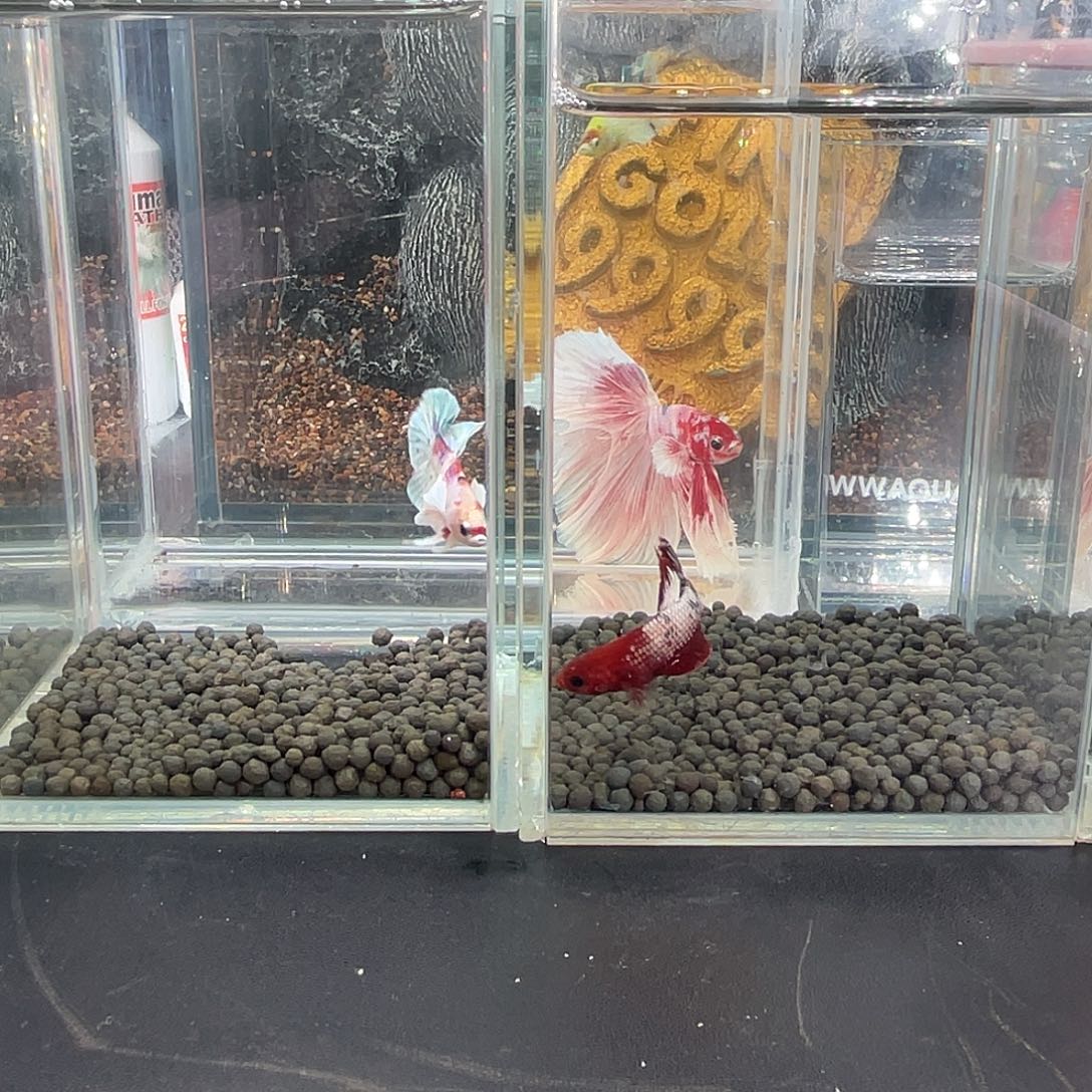 斗鱼17号1219早两只