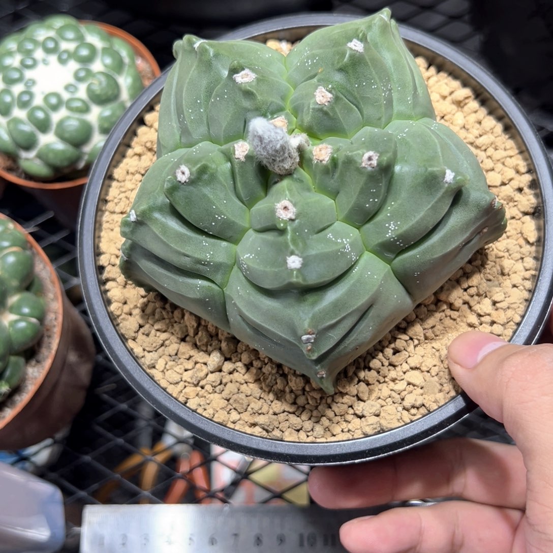 细雪龟甲鸾凤玉11.7cm