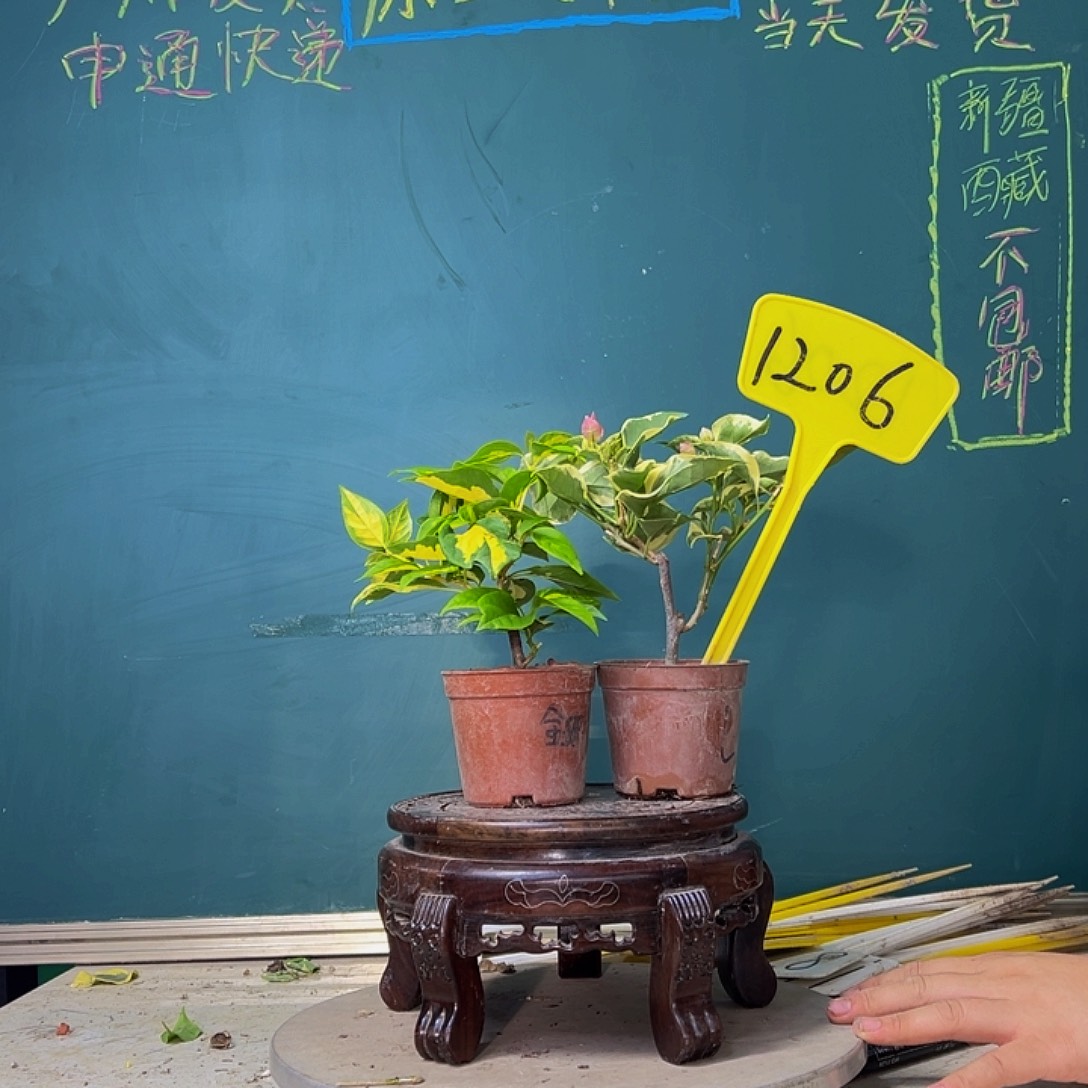 当前无花栽培后可以开花金心双色掌中宝 蜡染粉掌中宝 1206