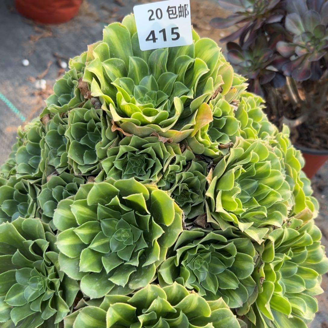 415翡翠琉璃，，满20包邮嘟叮熊