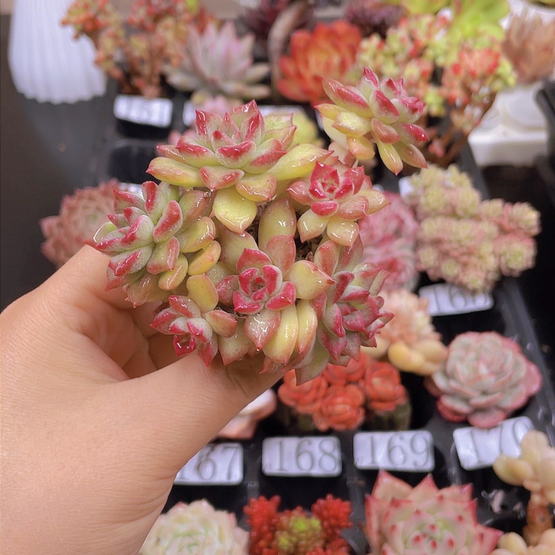 多肉无土栽培多肉