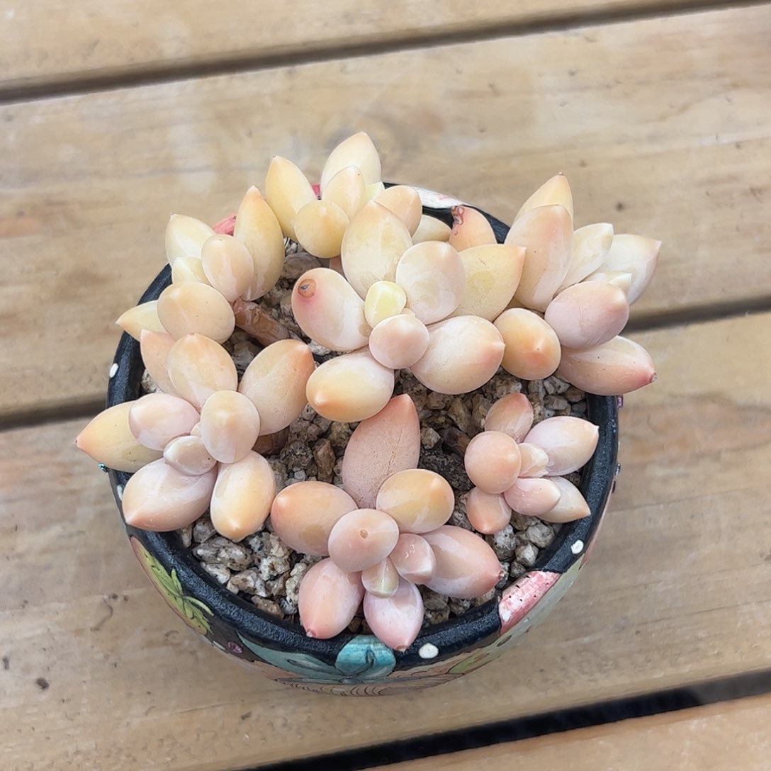 星空美人zzzzzzzz