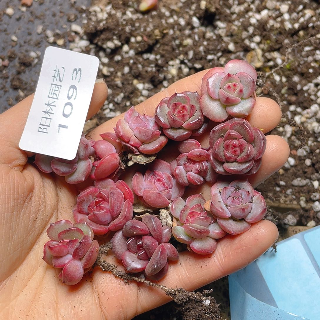 多少植物多肉植物1093