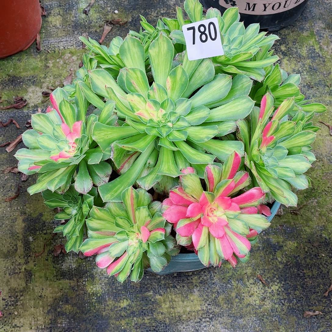 无花朵n*n多肉植物知否780