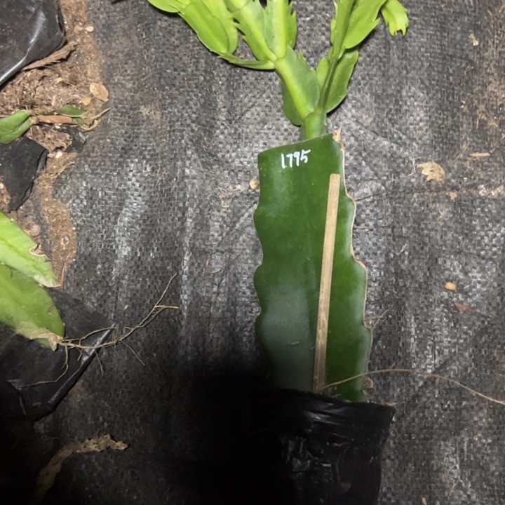 用***水1795嫁接多叶片小苗一颗30