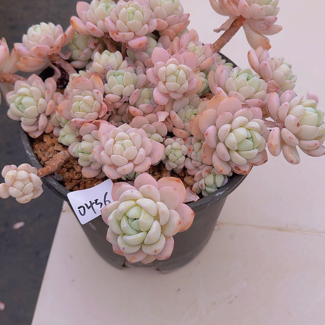 梅****h0456冷香多肉植物