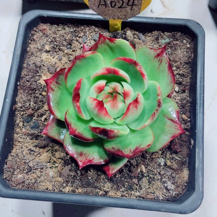 u***u惊鸿仙子多肉植物A24