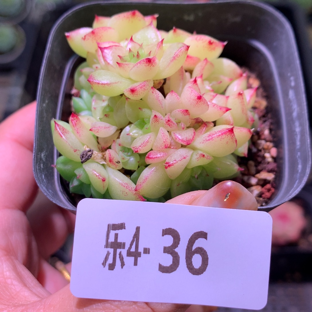 乐然 4-36 麦秆群 不包整