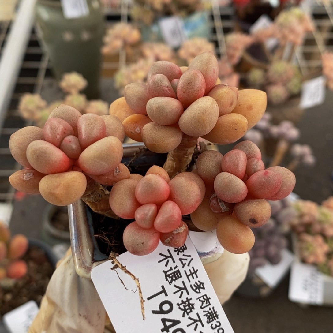先锋派949/6cm多肉