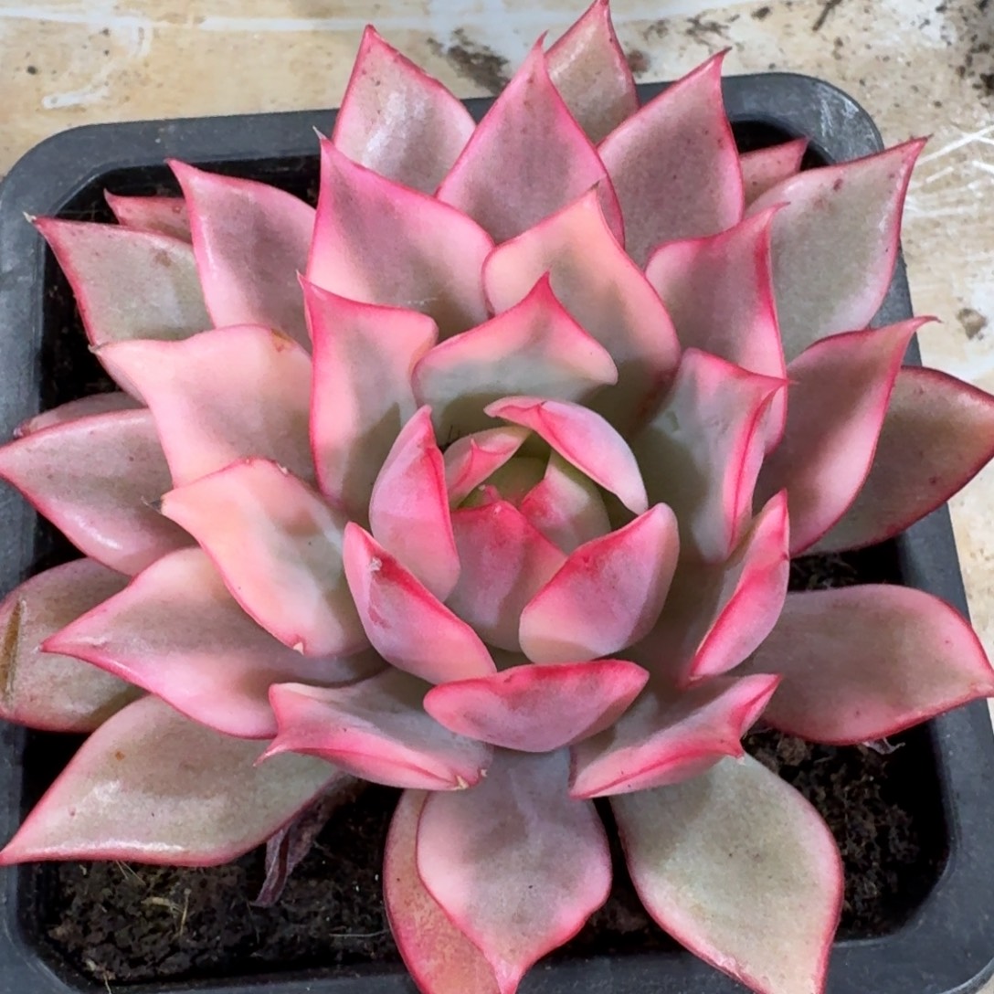 宝莲灯锦多肉植物的