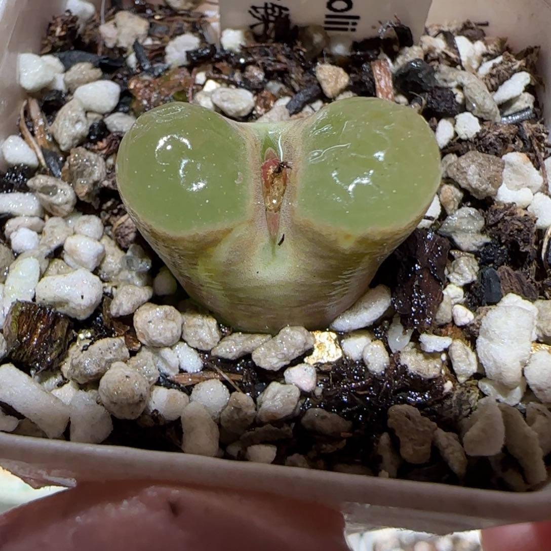 肉锥多肉植物百科-磁铁867