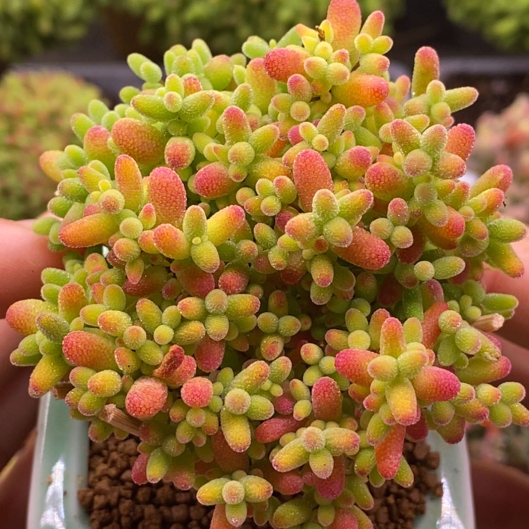 182蜜橘糖球。    