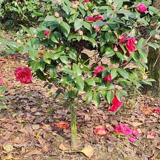 少量花朵（建议范围：2朵-5朵 或40%以下）