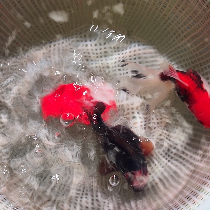 金鱼38号尺寸8-11区间