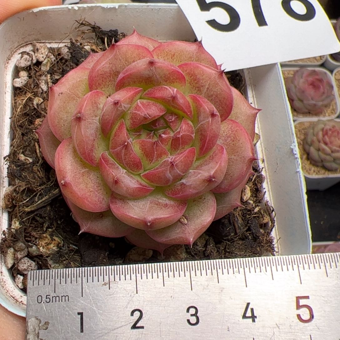 578 多肉植物组合盆栽