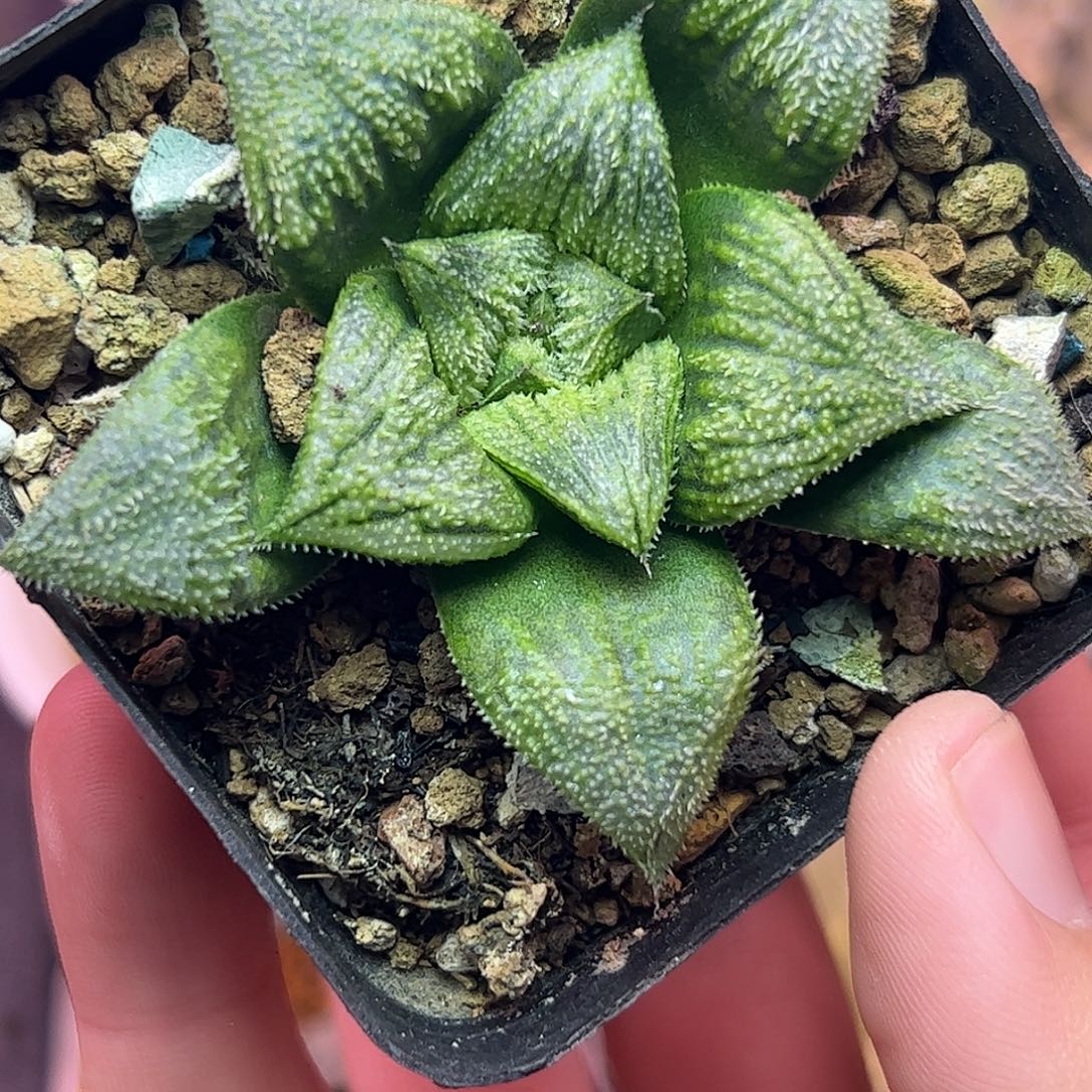 实生特选十二卷多肉植物