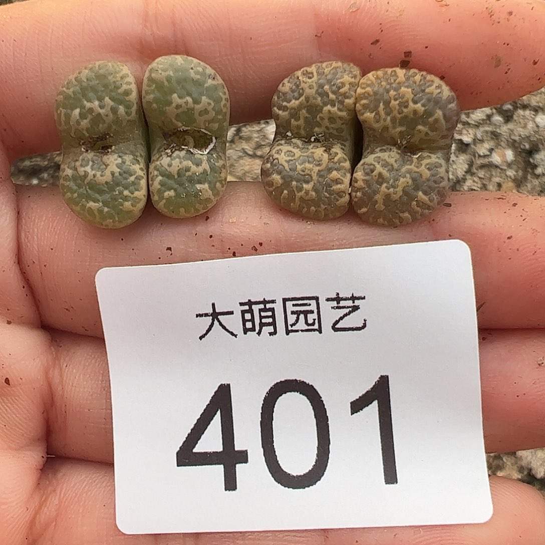 一物一拍优选泡泡杂交401