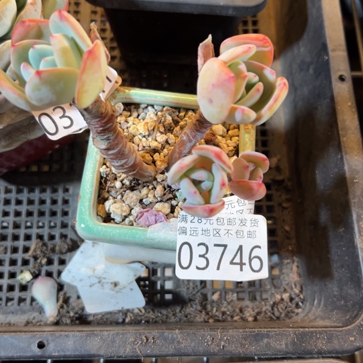 幸运的是我还没遇到