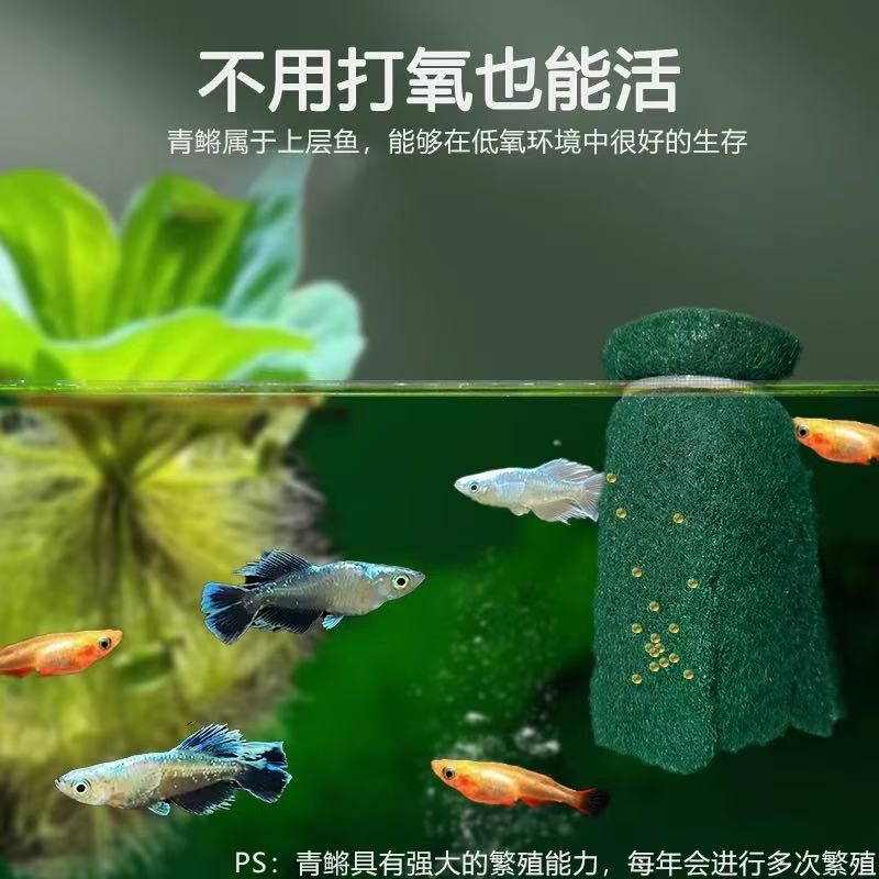 观背青鱂收卵器