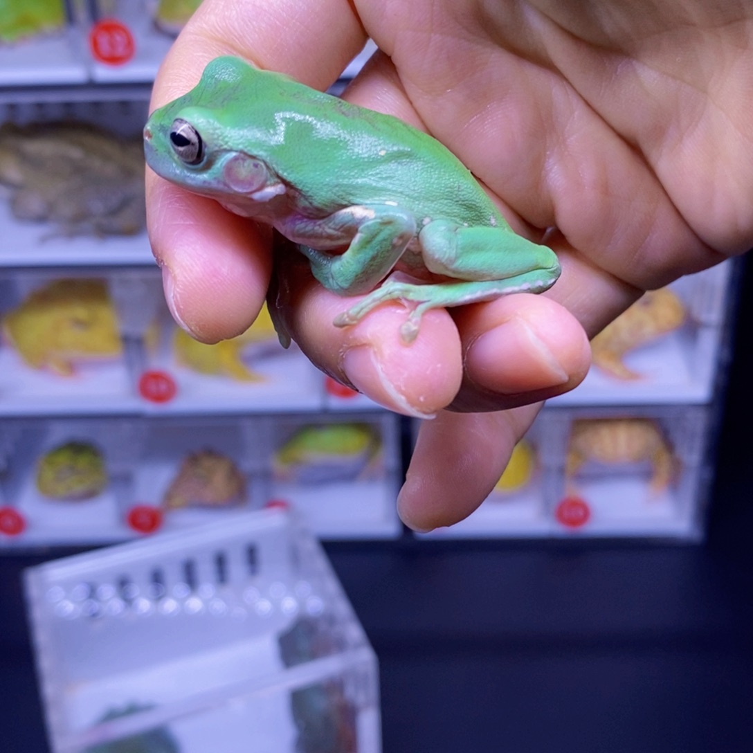 角蛙角蛙3-10cm闪购专享链接