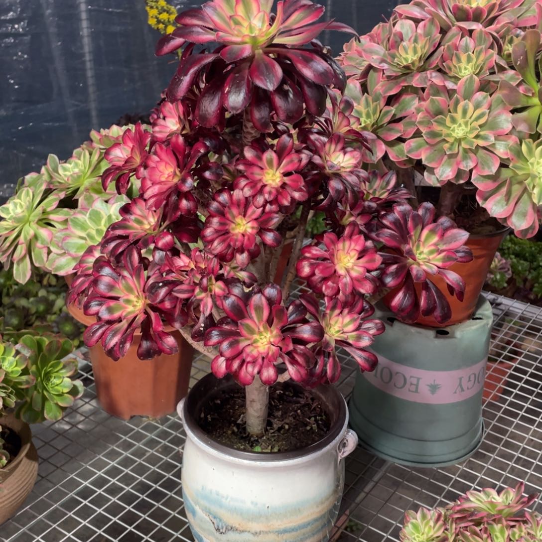 368香奈儿      多肉     