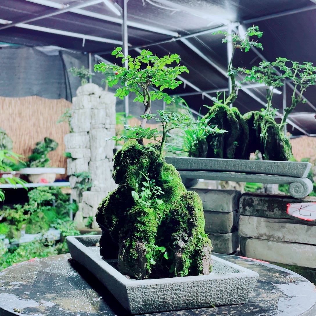 缘***此无花朵新品发布的第一批新货即将