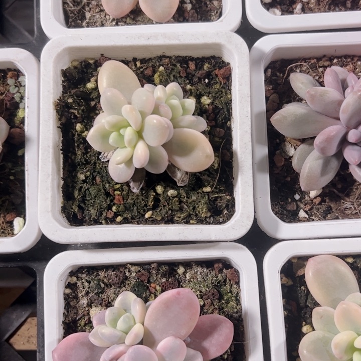 洛神锦精品多肉植物大战