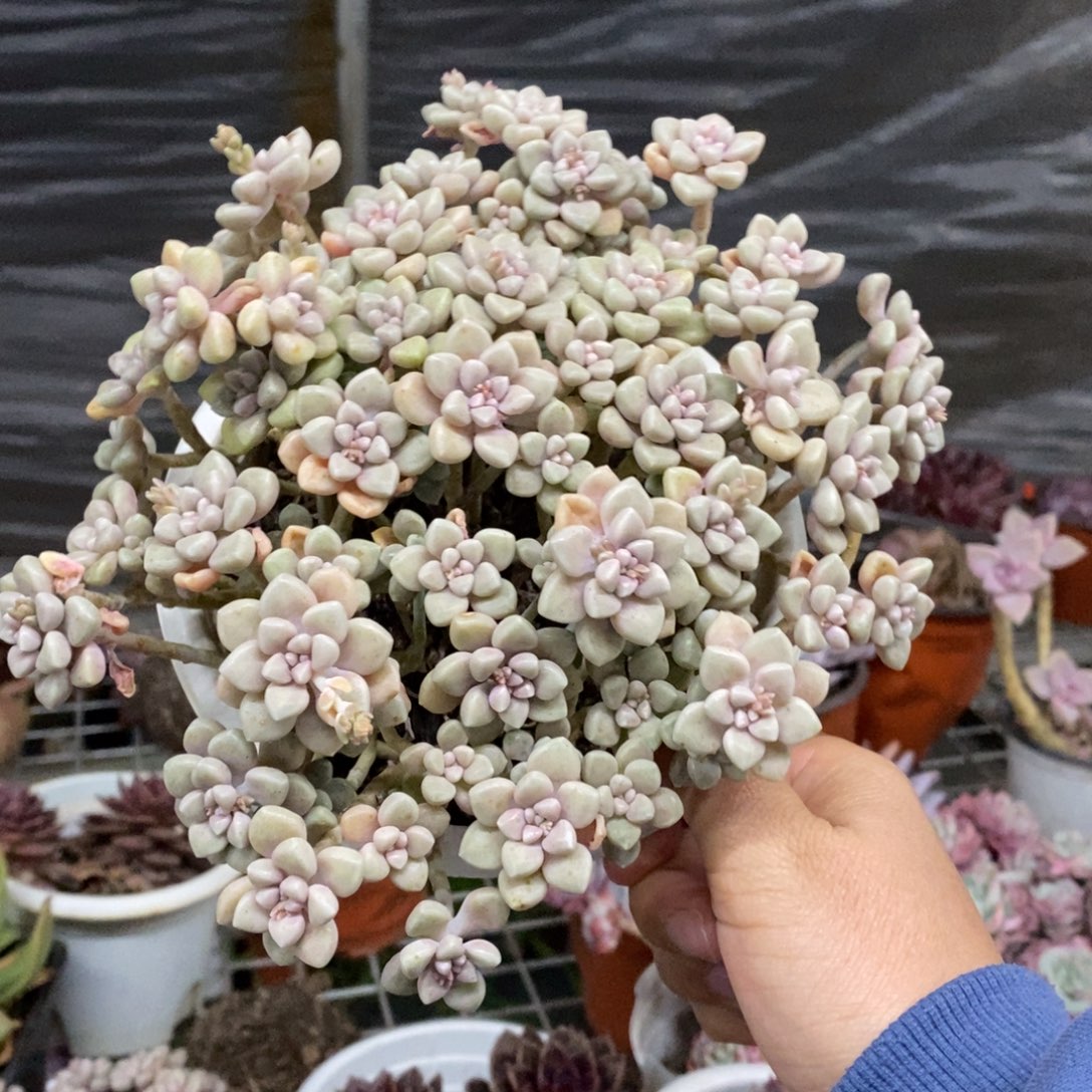 丸叶姬秋丽整桩带盆土