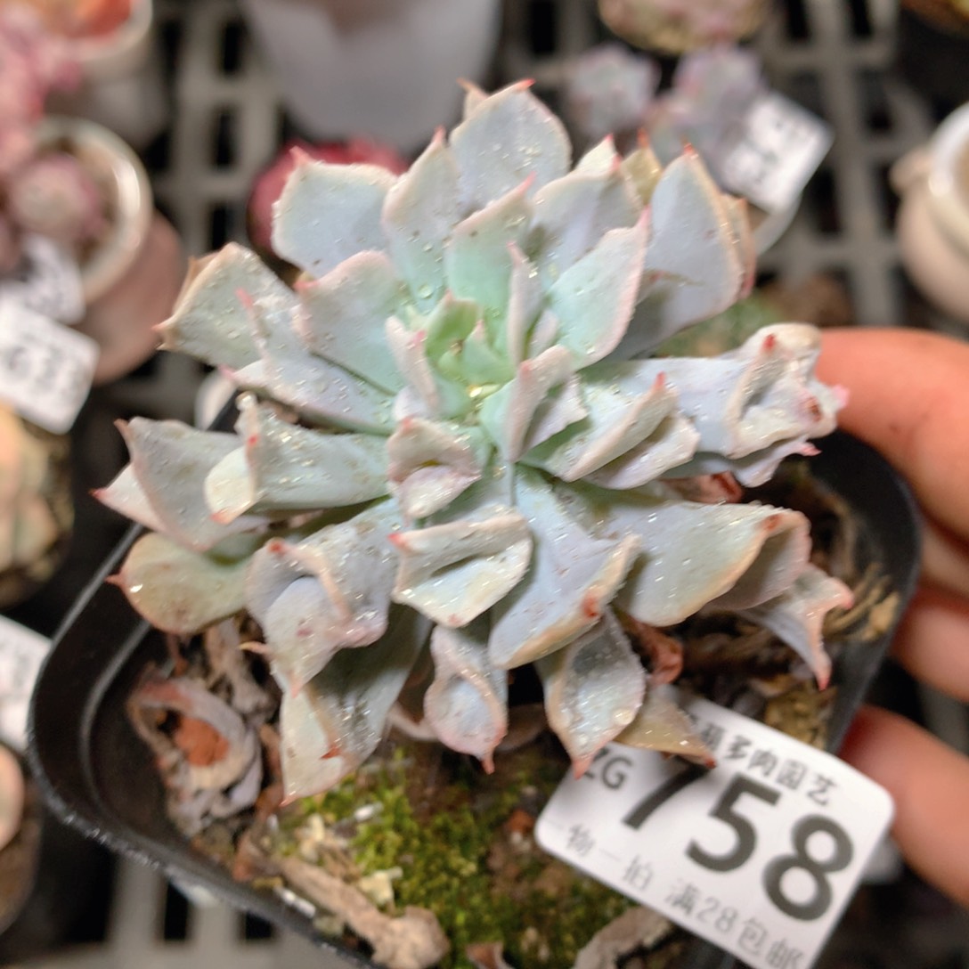 5CM拇指盆精控多肉ZG758