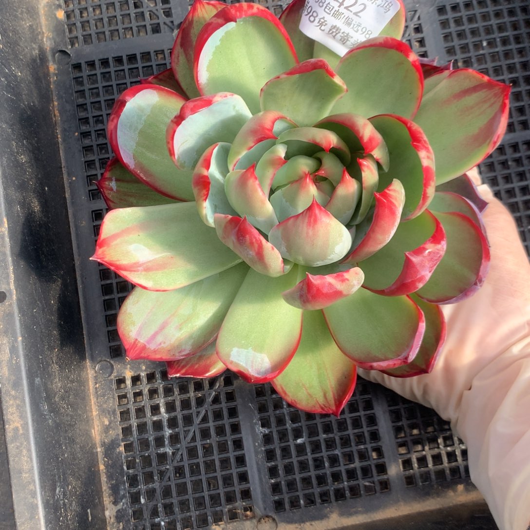 2422一物一拍福利16厘米