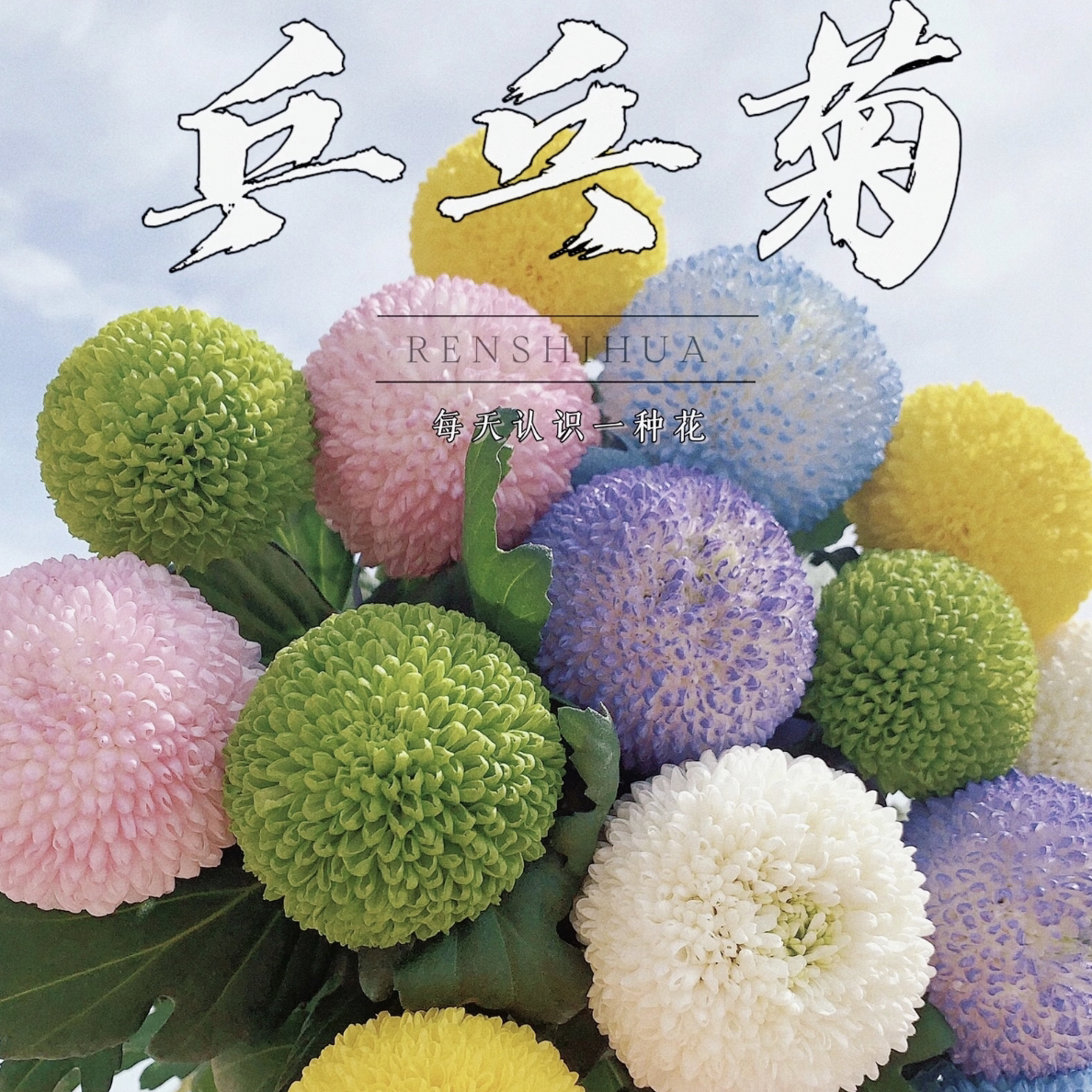 乒乓菊10支（1朵损耗不售后）+营养剂