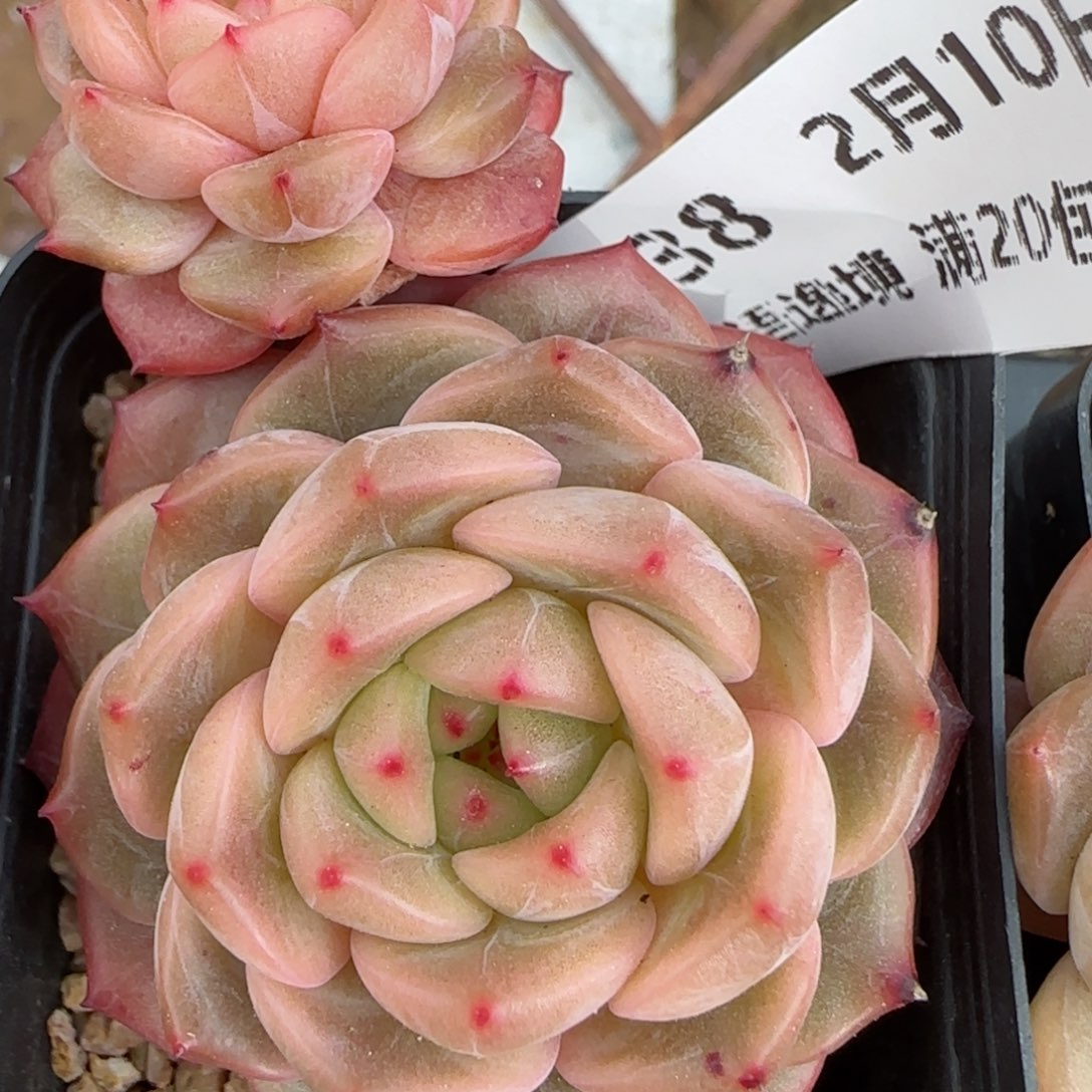 花语逸境0210-238