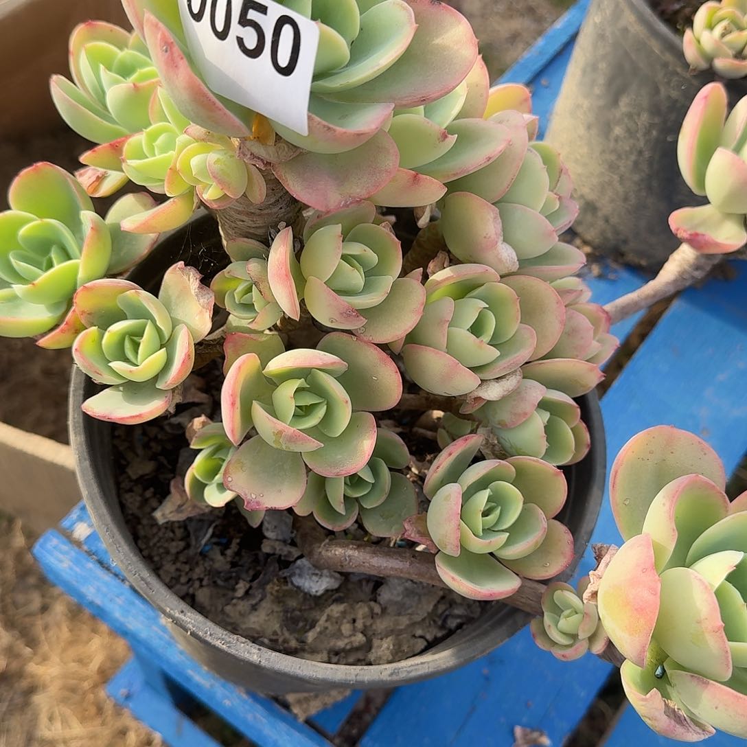 乐*遥25666988996635855