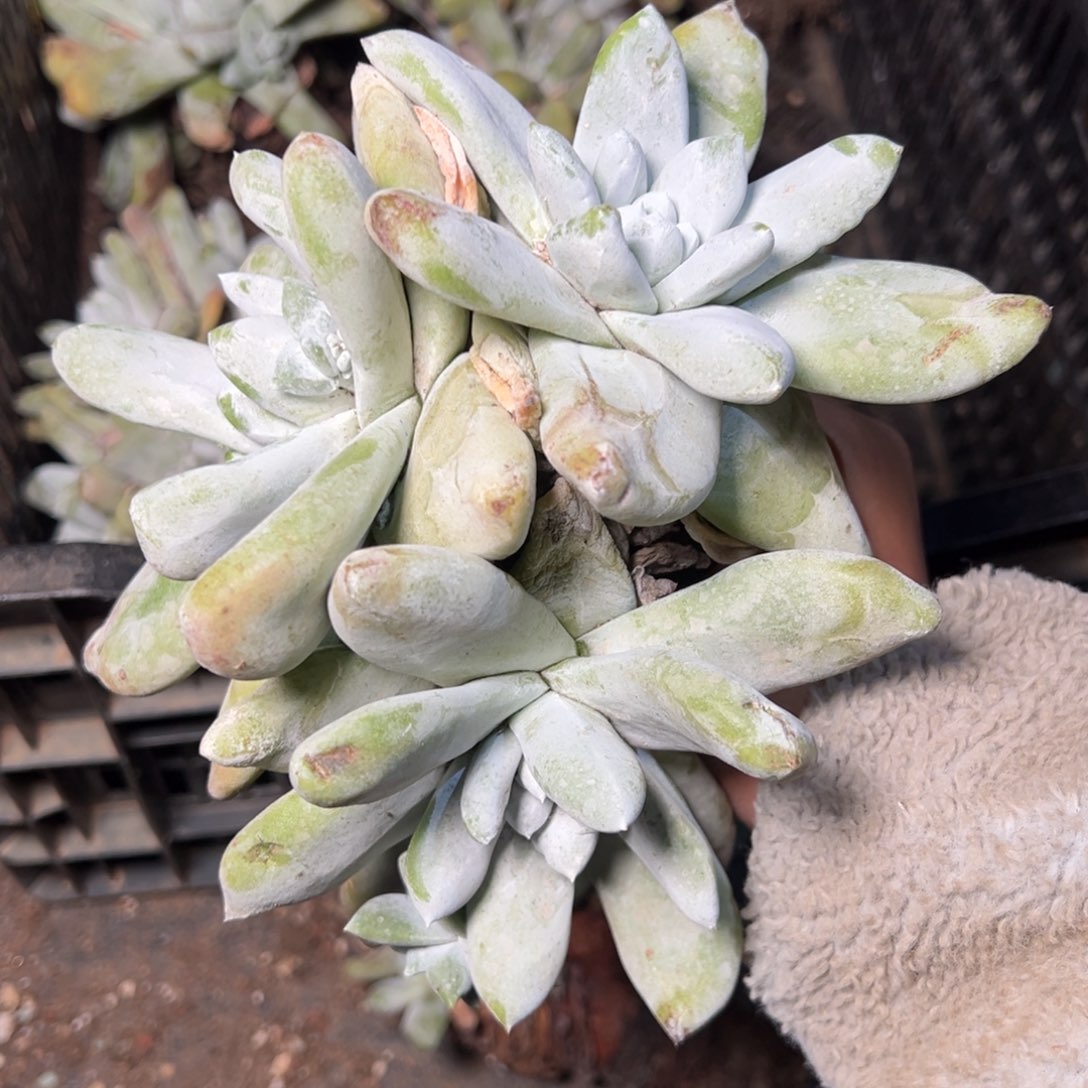 2716三头瑕疵拇指哈哈哈哈哈哈哈