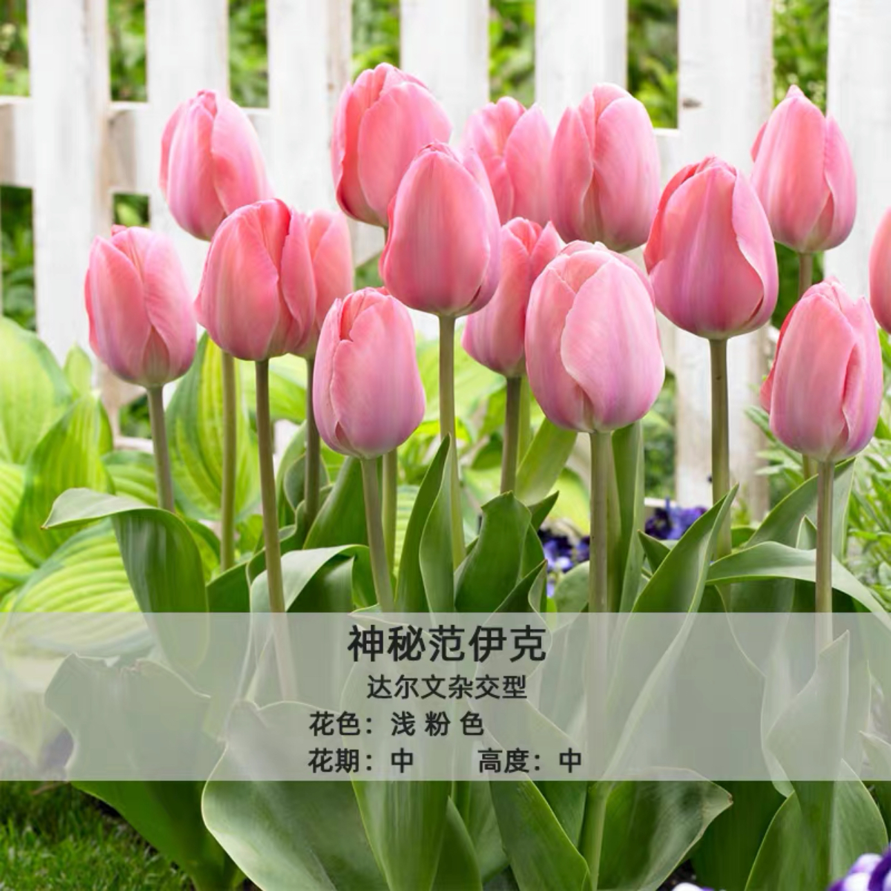 【带盆栽好自然球】进口郁金香种球水培土培耐寒室内外冬季开花