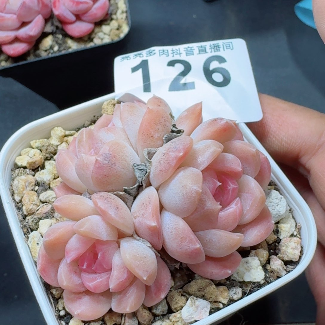 白桃         多肉植物